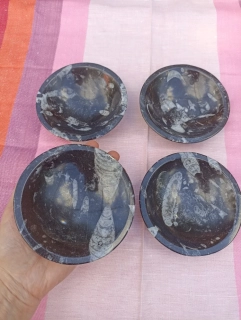 Orthoceas miska